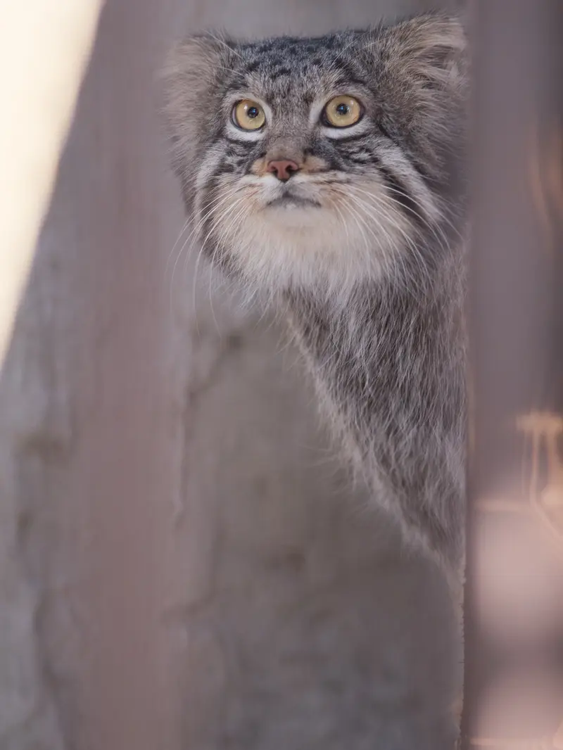 Фотография Фиги в Зоопарке Ногеяме