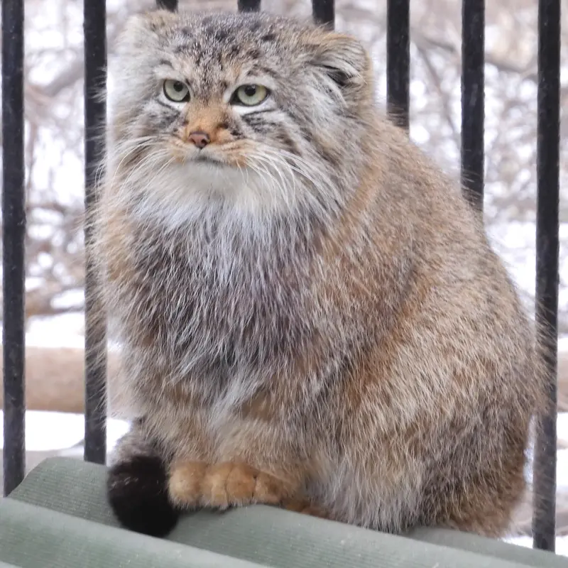 Фотография Габи в Новосибирском Зоопарке