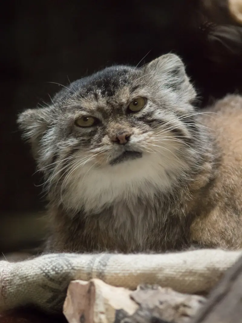 Фотография Примулы в Зоопарке Уено