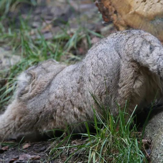 Фотография Мануэля в Гданском Зоопарке