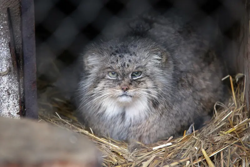 Фотография Паццо в Лодзинском Зоопарке