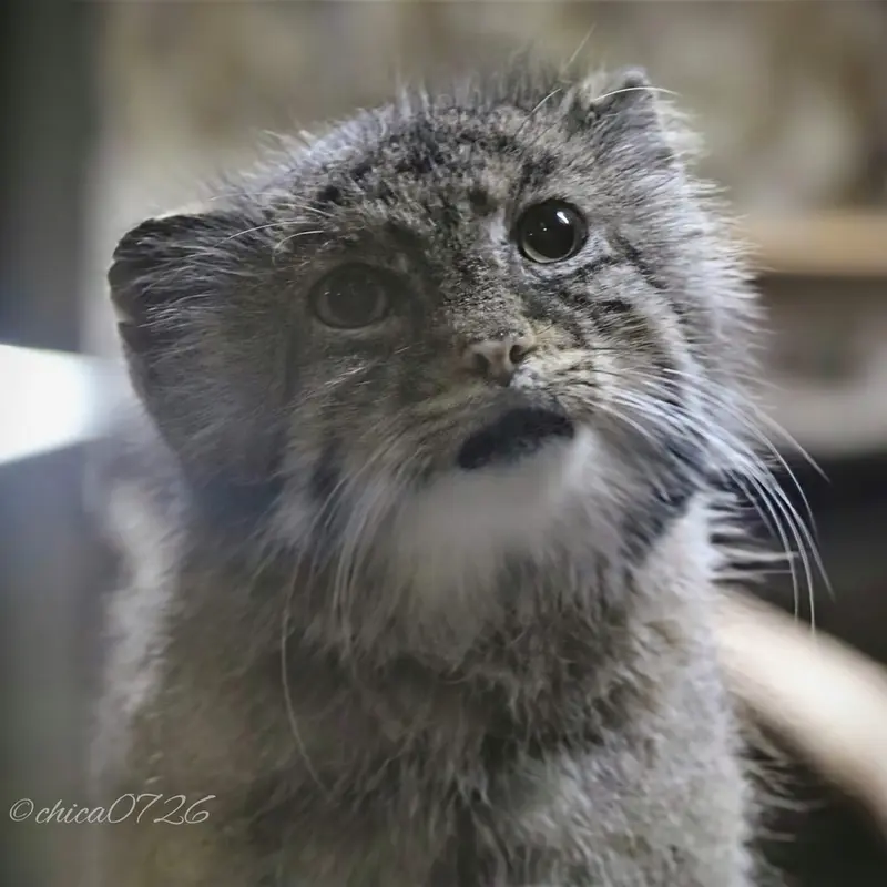 Фотография Юс в Зоопарке Уено