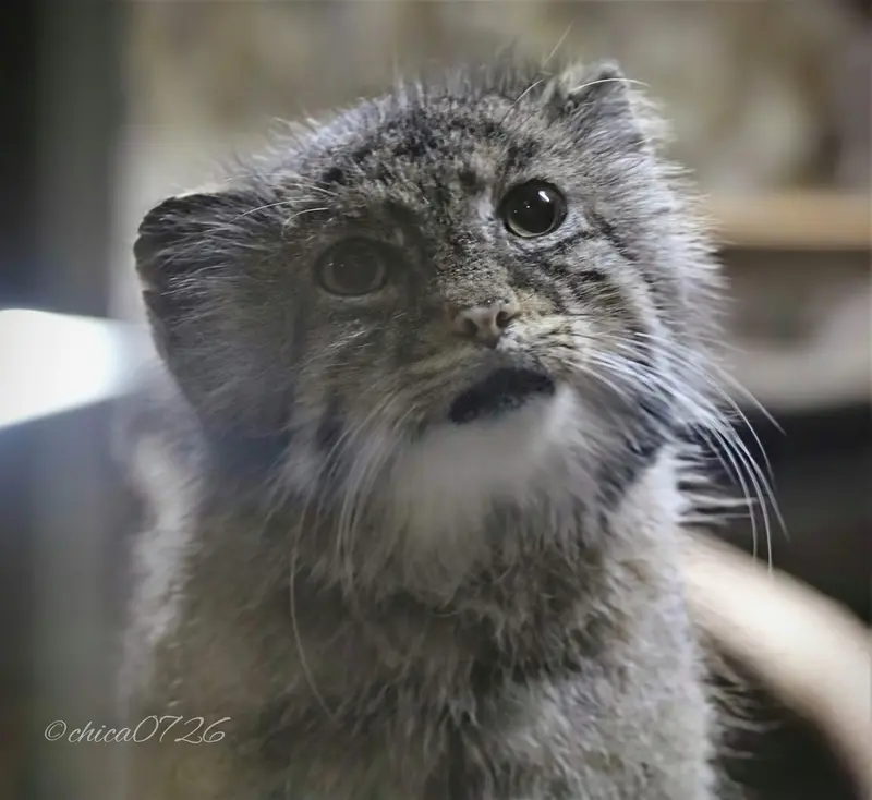 Фотография Юс в Зоопарке Уено