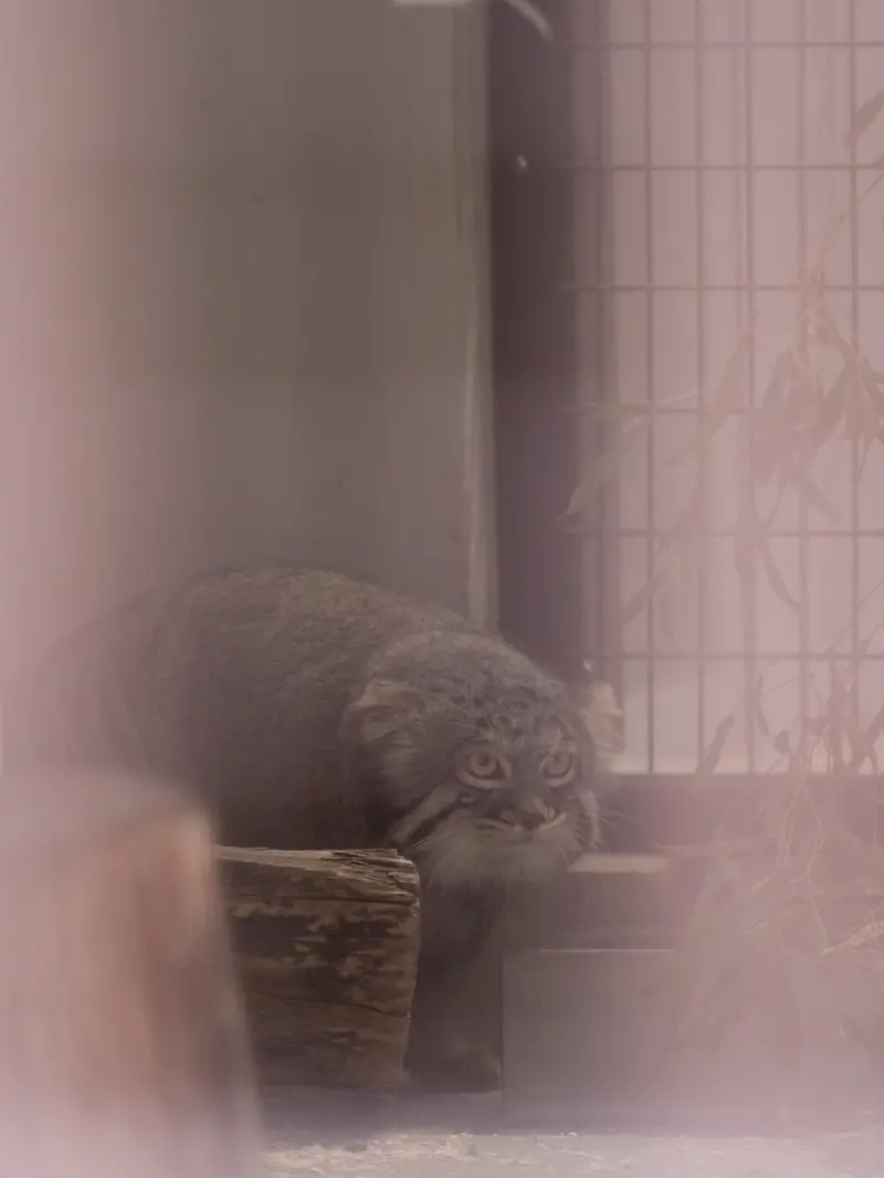 Фотография Фиги в Зоопарке Ногеяме