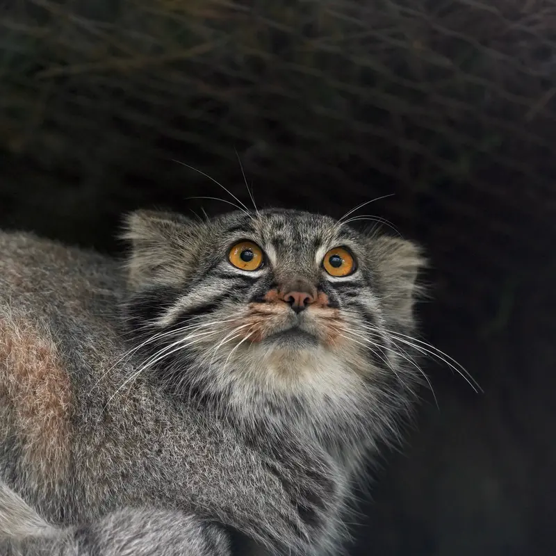 Фотография Мей в Царстве Животных Кобе