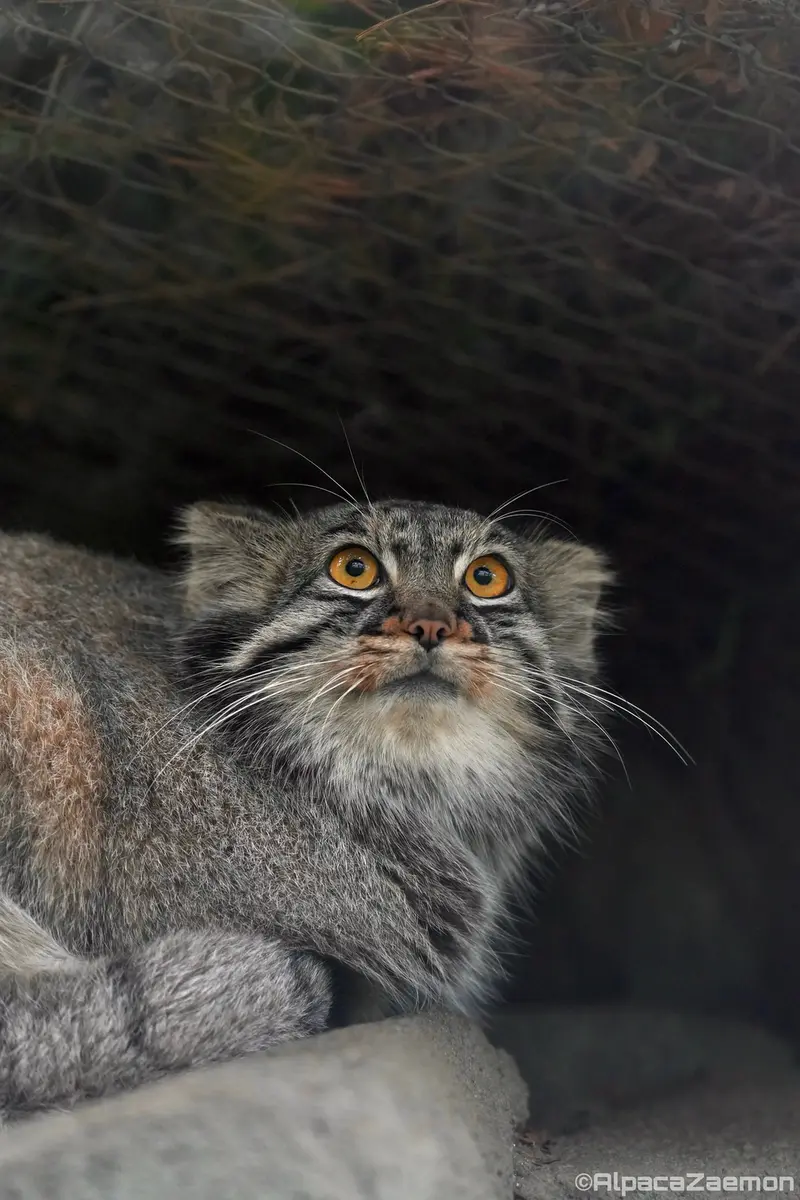 Фотография Мей в Царстве Животных Кобе
