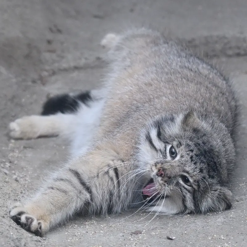 Фотография Аз в Царстве Животных Кобе