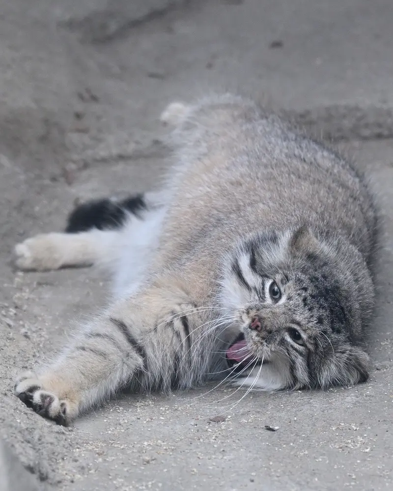 Фотография Аз в Царстве Животных Кобе