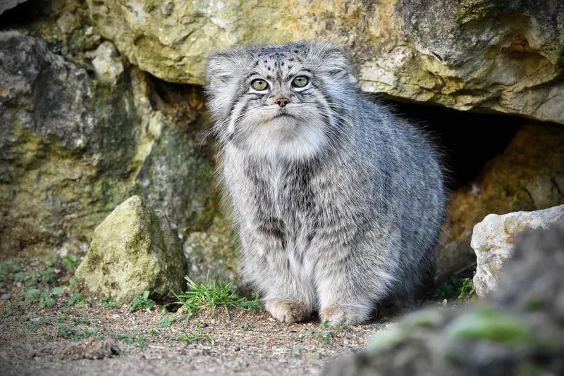 Фотография Атлана в Парке диких животных Порт-Лимпн