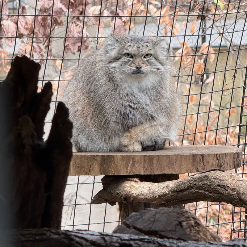 Фотография Акар в Смитсоновском Национальном Зоопарке