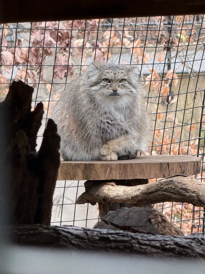 Фотография Акар в Смитсоновском Национальном Зоопарке