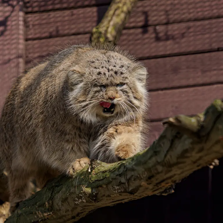 Фотография Музтау в Зоопарке Брно