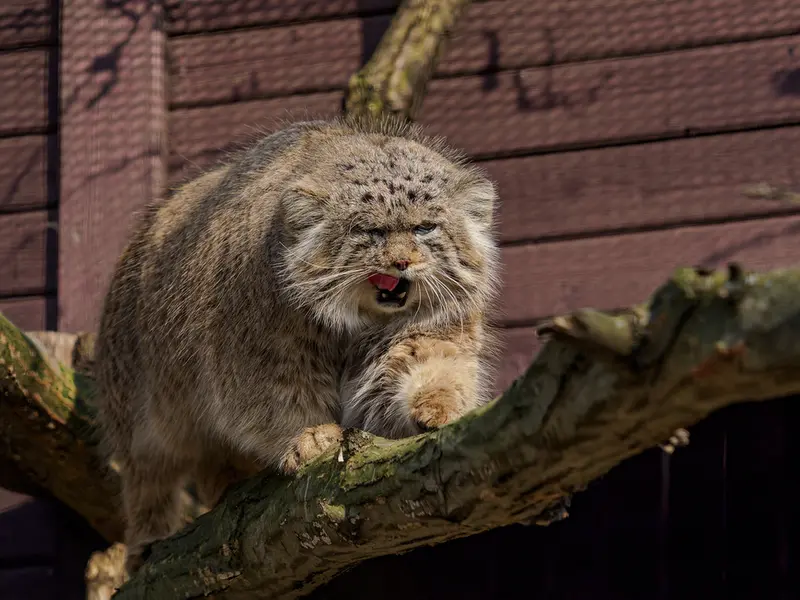Фотография Музтау в Зоопарке Брно