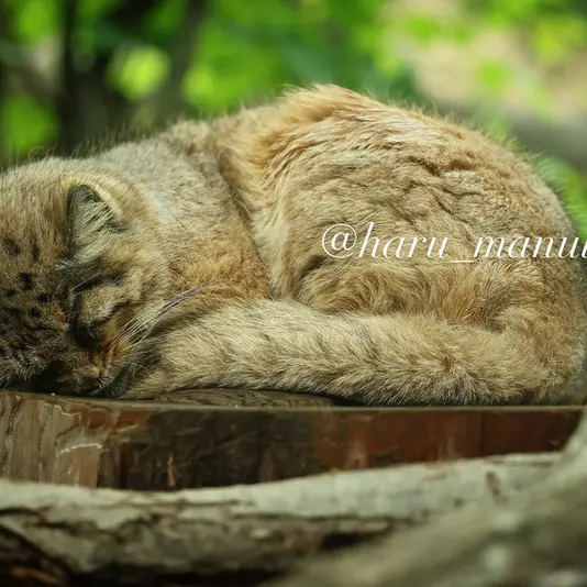 Фотография Бора в Царстве Животных Насу