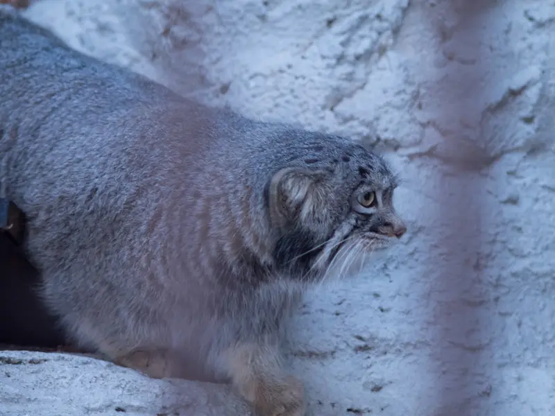 Фотография Фиги в Зоопарке Ногеяме