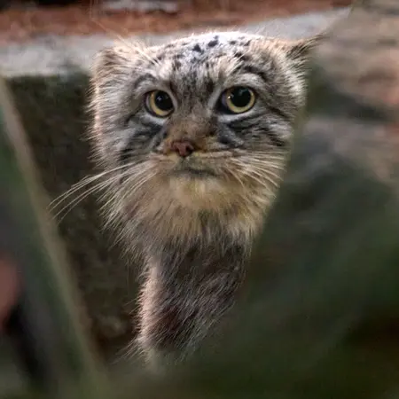 Фотография Цас в Краковском Зоопарке