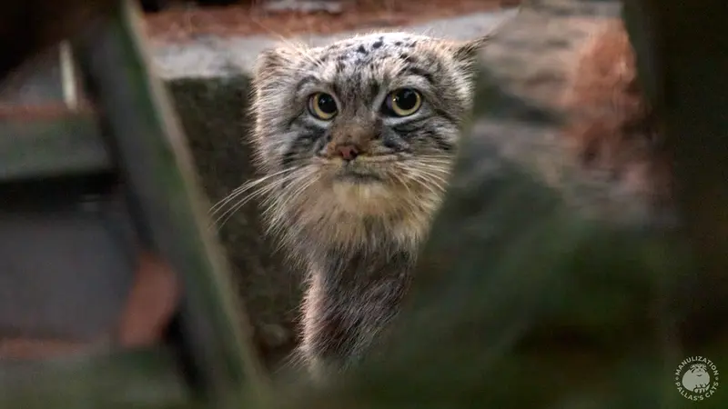 Фотография Цас в Краковском Зоопарке