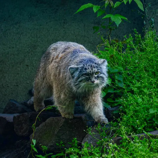 Фотография Бохуша в Будапештском Зоопарке