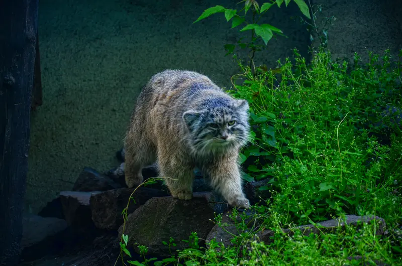 Фотография Бохуша в Будапештском Зоопарке