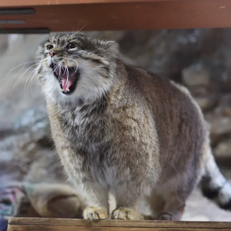 Фотография Примулы в Зоопарке Уено