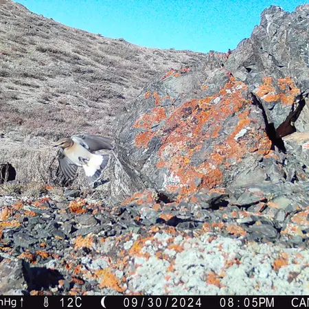 Фотография с манулом с фотоловушки Жиланды