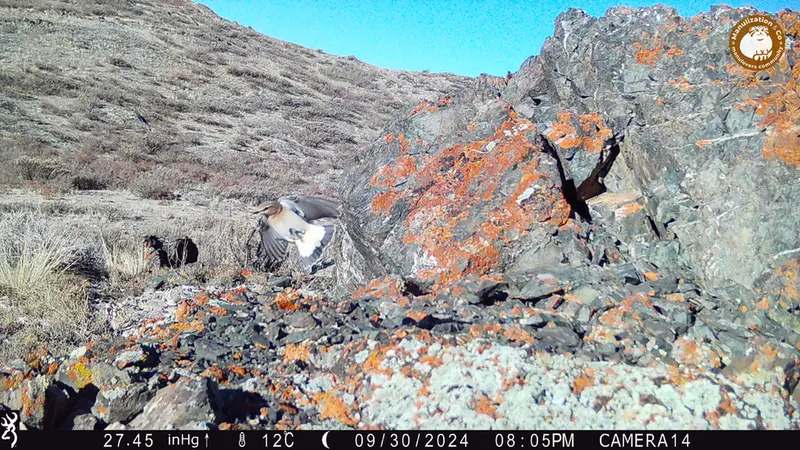 Фотография с манулом с фотоловушки Жиланды