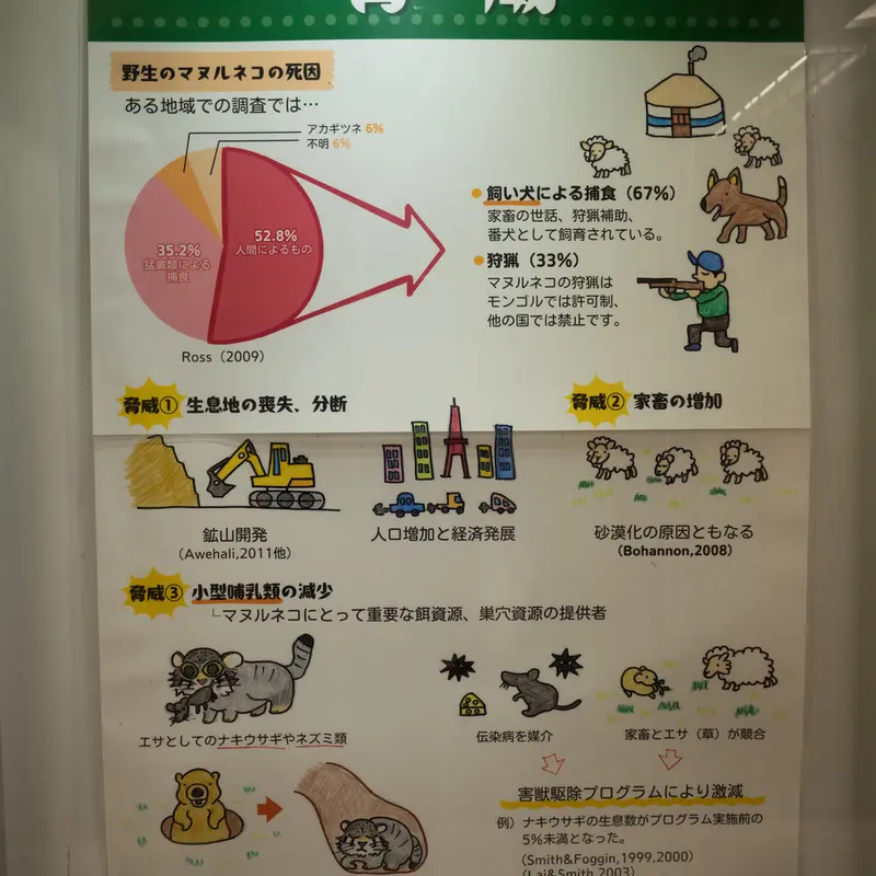 Фотография с манулом в Зоопарке Ногеяме