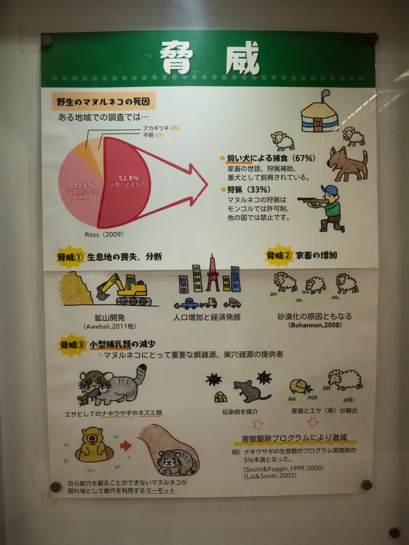 Фотография с манулом в Зоопарке Ногеяме