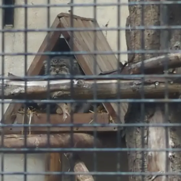 Фотография Вораса в Лилльском Зоопарке