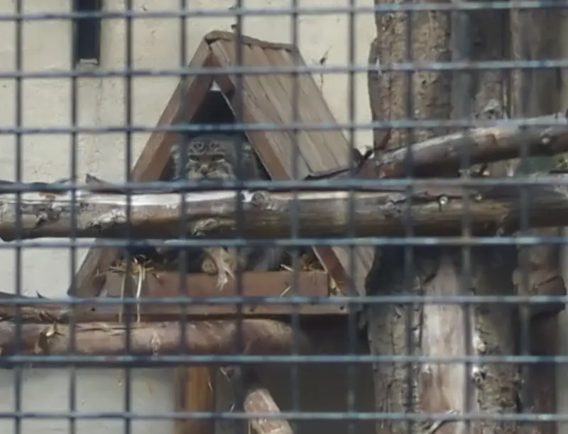 Фотография Вораса в Лилльском Зоопарке