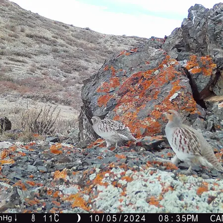 Фотография Сераи Куропатки с фотоловушки Жиланды