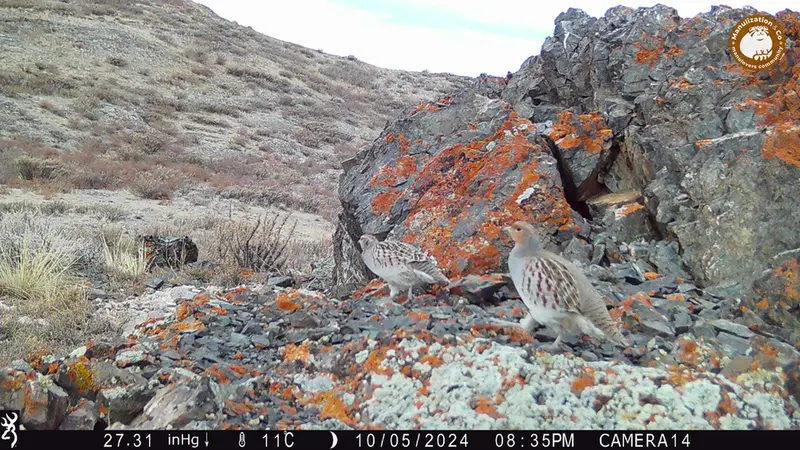 Фотография Сераи Куропатки с фотоловушки Жиланды