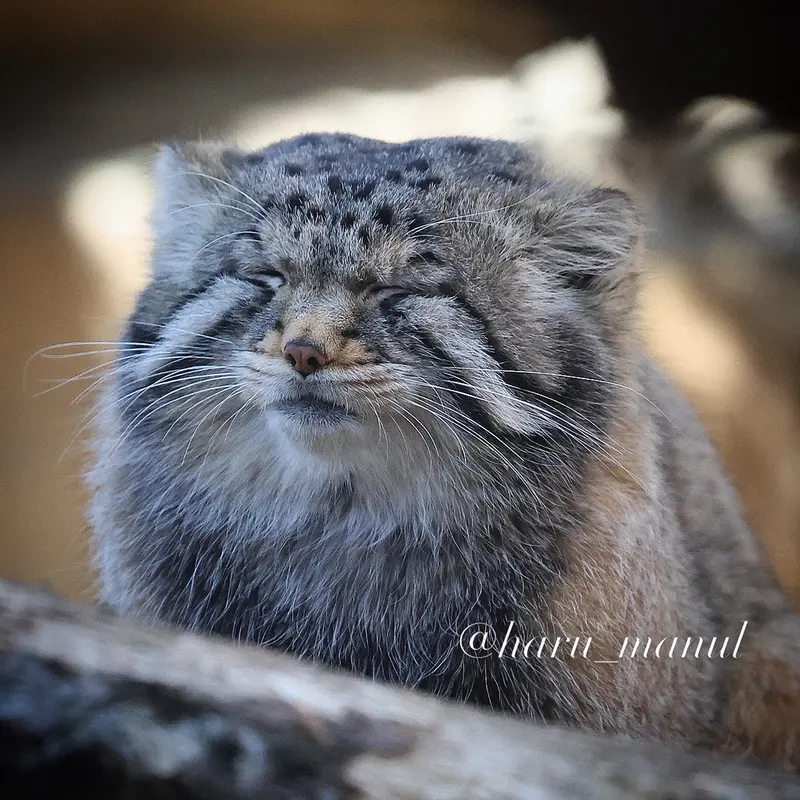 Фотография Нагому в Царстве Животных Насу