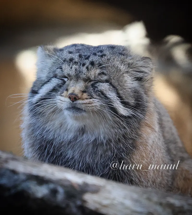 Фотография Нагому в Царстве Животных Насу
