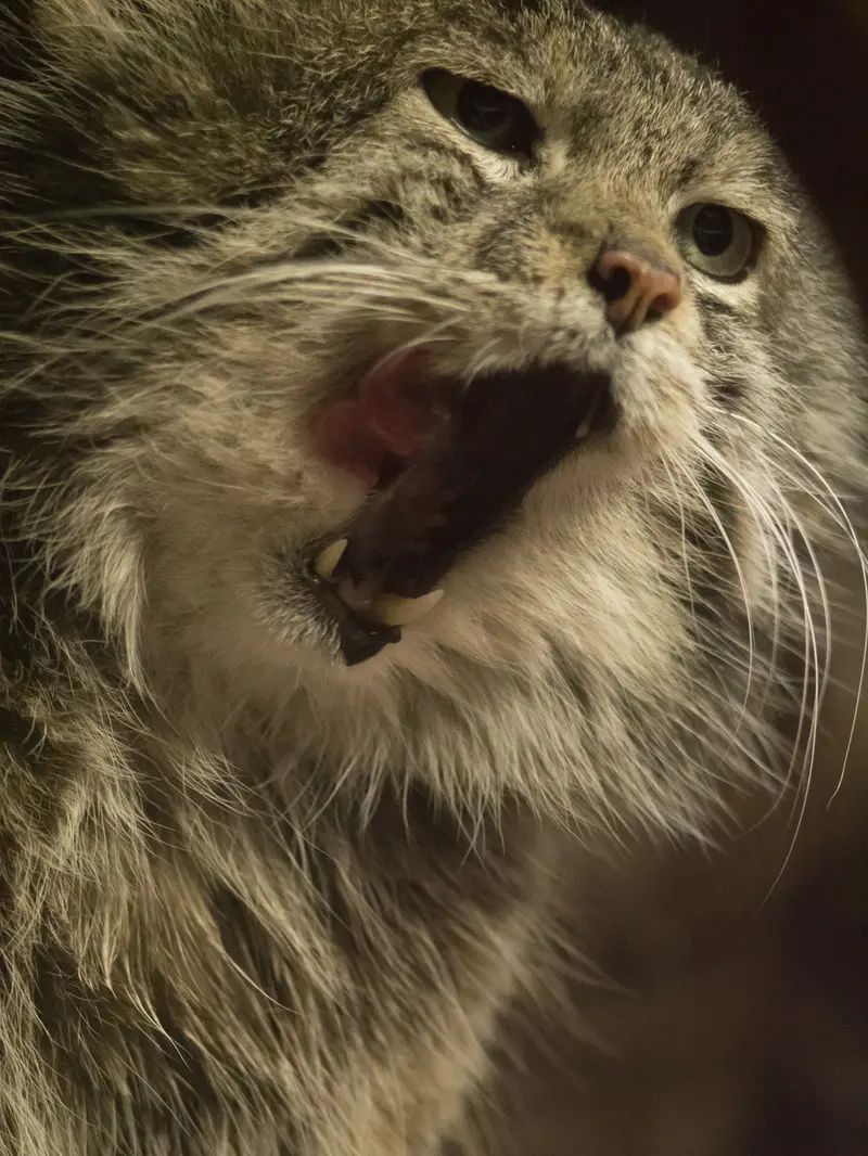 Фотография Клёна в Зоопарке Уено