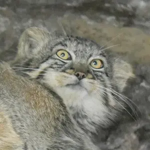 Фотография Фиги в Зоопарке Уено