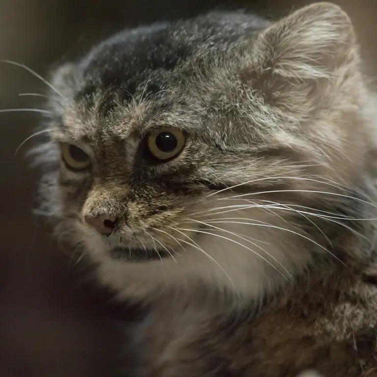 Фотография Примулы в Зоопарке Уено