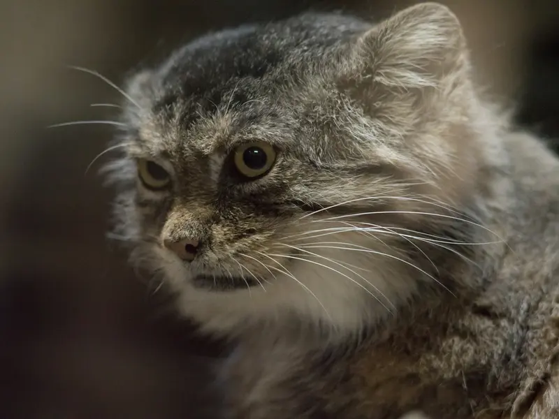 Фотография Примулы в Зоопарке Уено