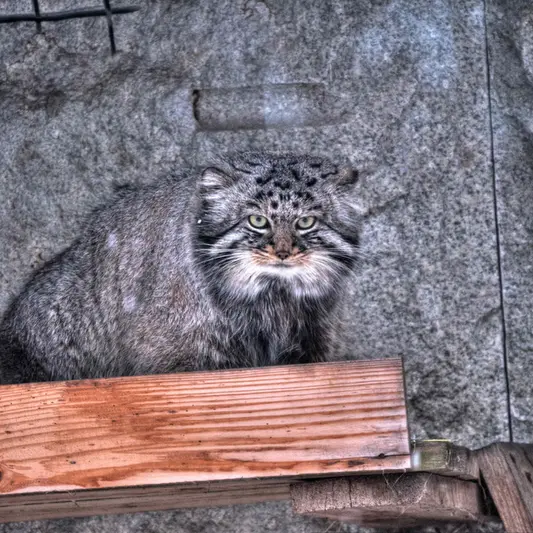 Фотография Дарлая в Московском Зоопарке
