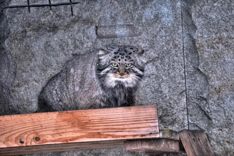 Фотография Дарлая в Московском Зоопарке