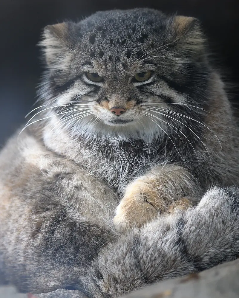Фотография Ото в Царстве Животных Кобе