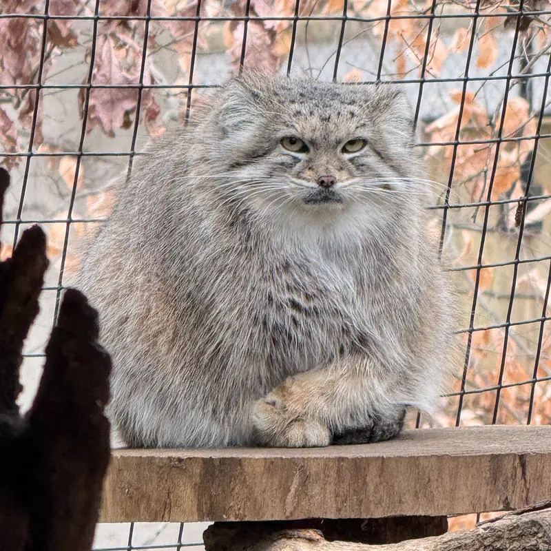 Фотография Акар в Смитсоновском Национальном Зоопарке