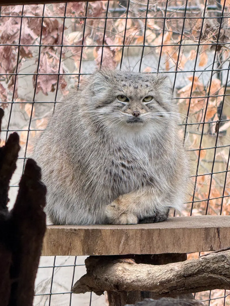 Фотография Акар в Смитсоновском Национальном Зоопарке
