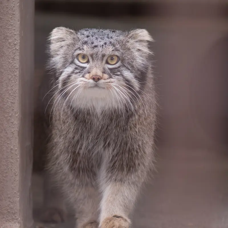 Фотография Фиги в Зоопарке Ногеяме