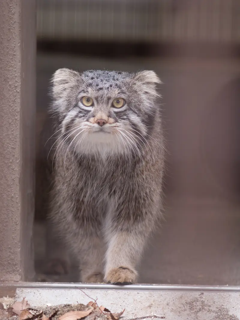 Фотография Фиги в Зоопарке Ногеяме