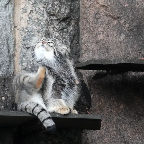 Фотография с манулом в Московском Зоопарке