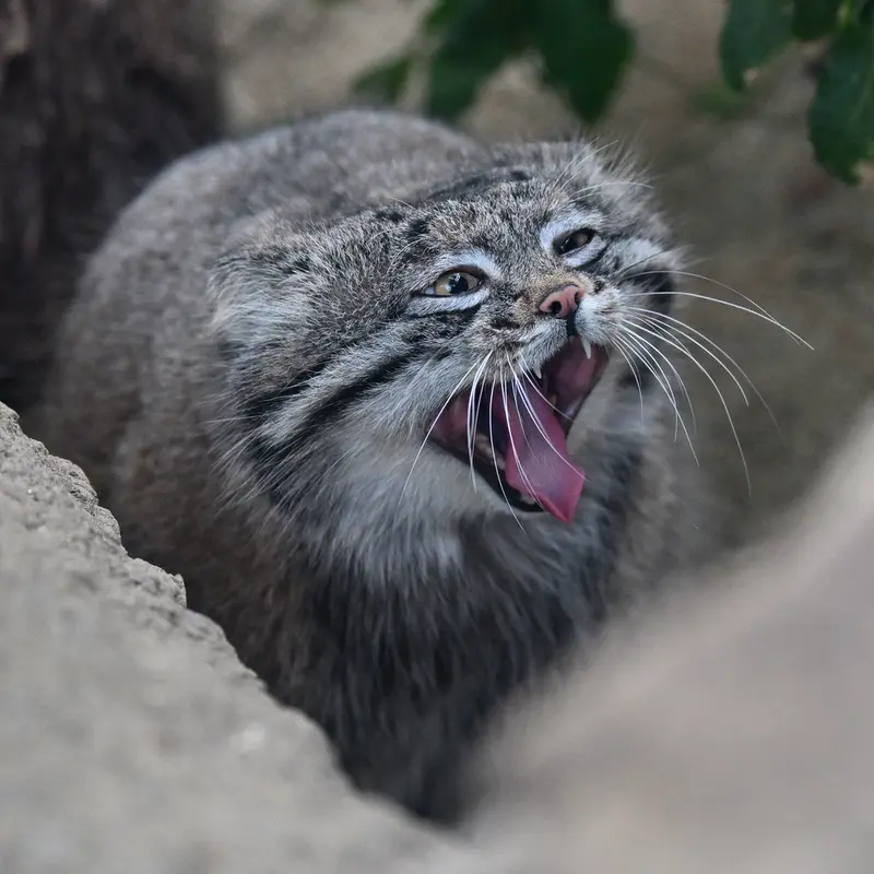 Фотография Нара в Царстве Животных Кобе