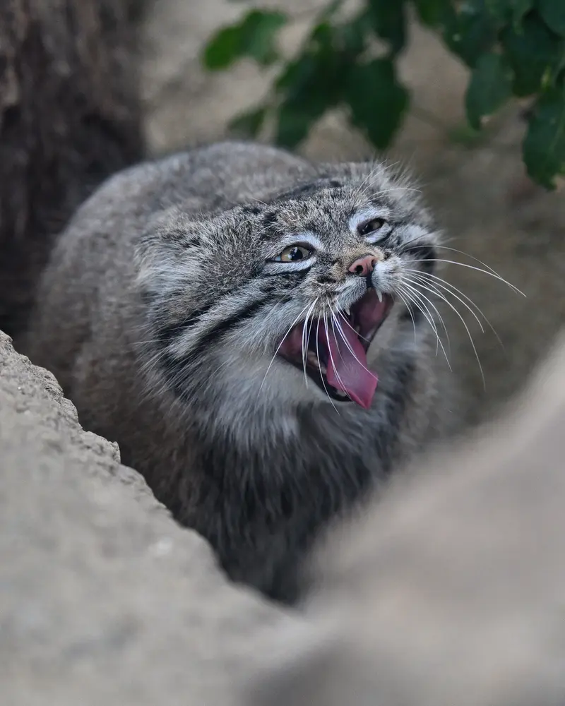 Фотография Нара в Царстве Животных Кобе