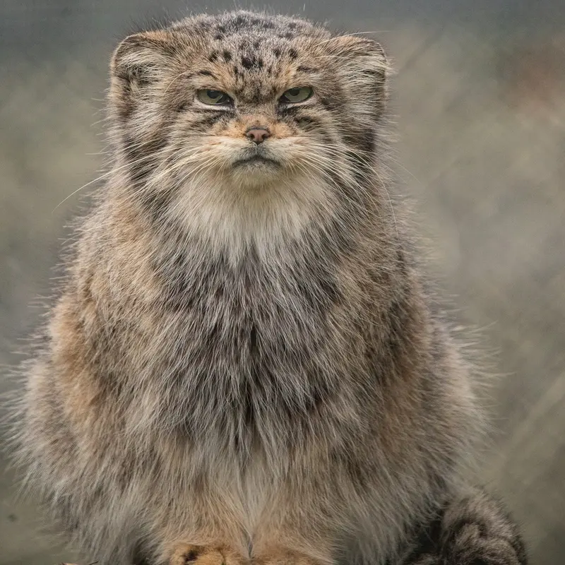 Фотография Джучи в Парке Диких Животных Хоулеттс