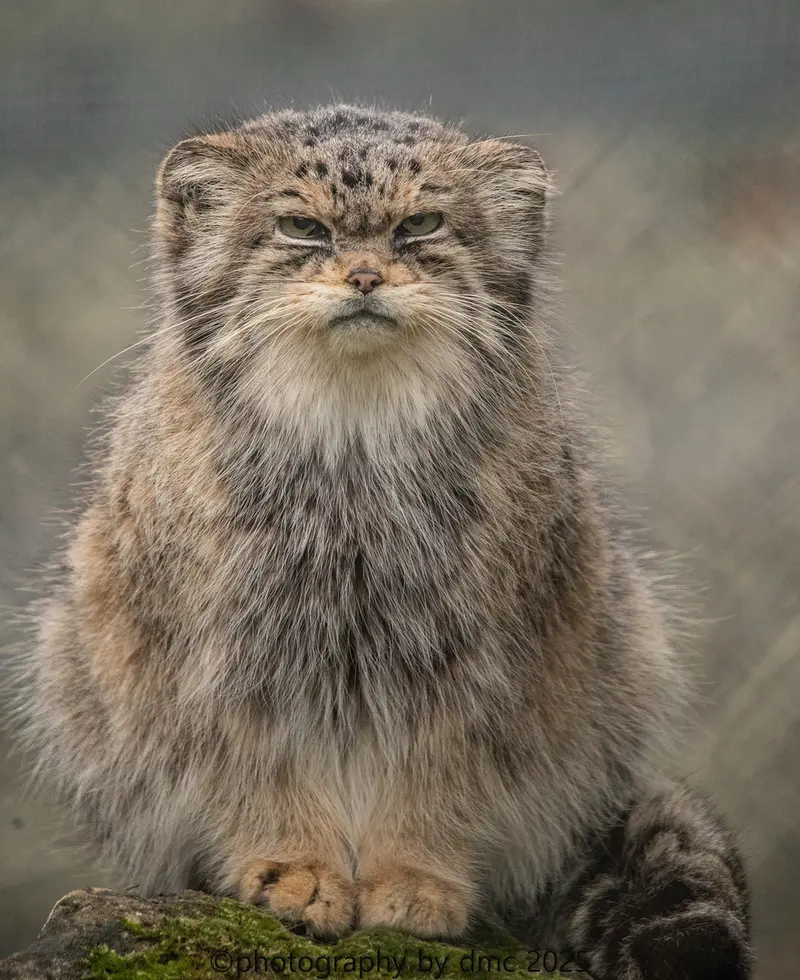 Фотография Джучи в Парке Диких Животных Хоулеттс